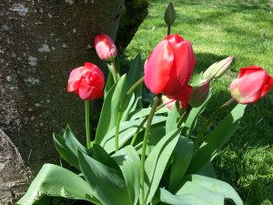 Tulips
